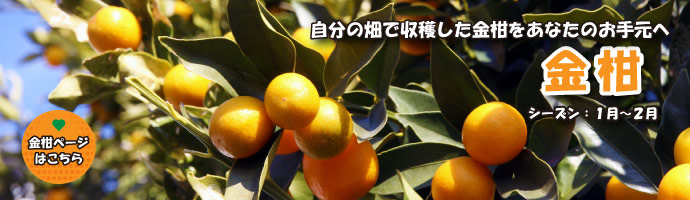 ̔ŎnȂ̂茳