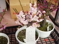 梅の花